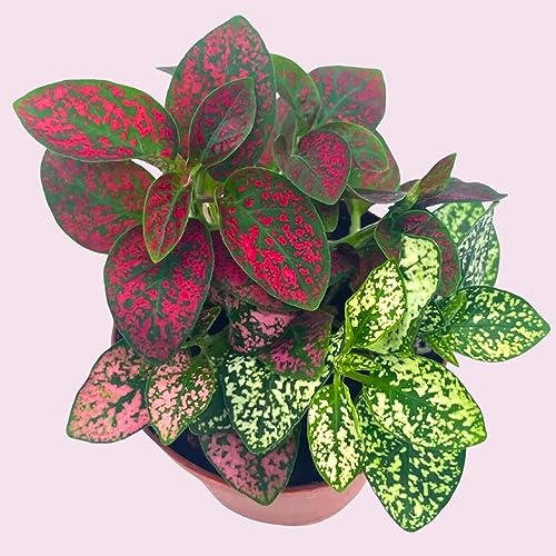 Polka-dot-Plant, Hypoestes phyllostachya, Live in a 2 inch Pot Tiny Mini Pixie Plant