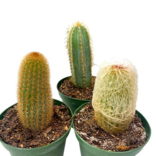 BubbleBlooms Column Cactus Assortment, 4 inch Set of 3, Silver Torch, Blue Column, Yellow, Old Man Fuzzy, Variety Cacti