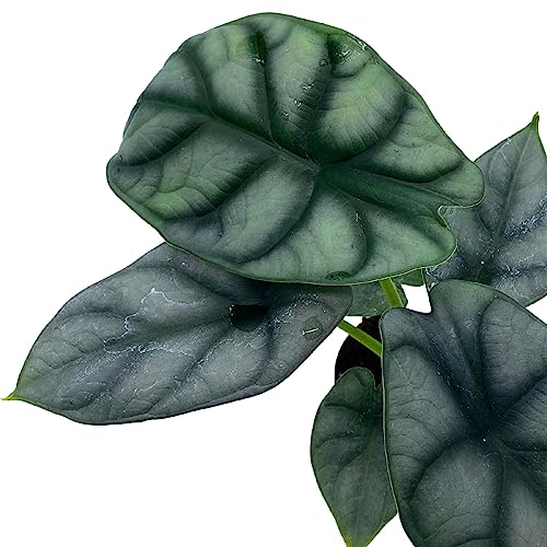 BubbleBlooms Alocasia Silver Dragon, Alocasia Baginda, Jewel Alocasia, Elephant Ear Silver Dragon in 2 inch Pot