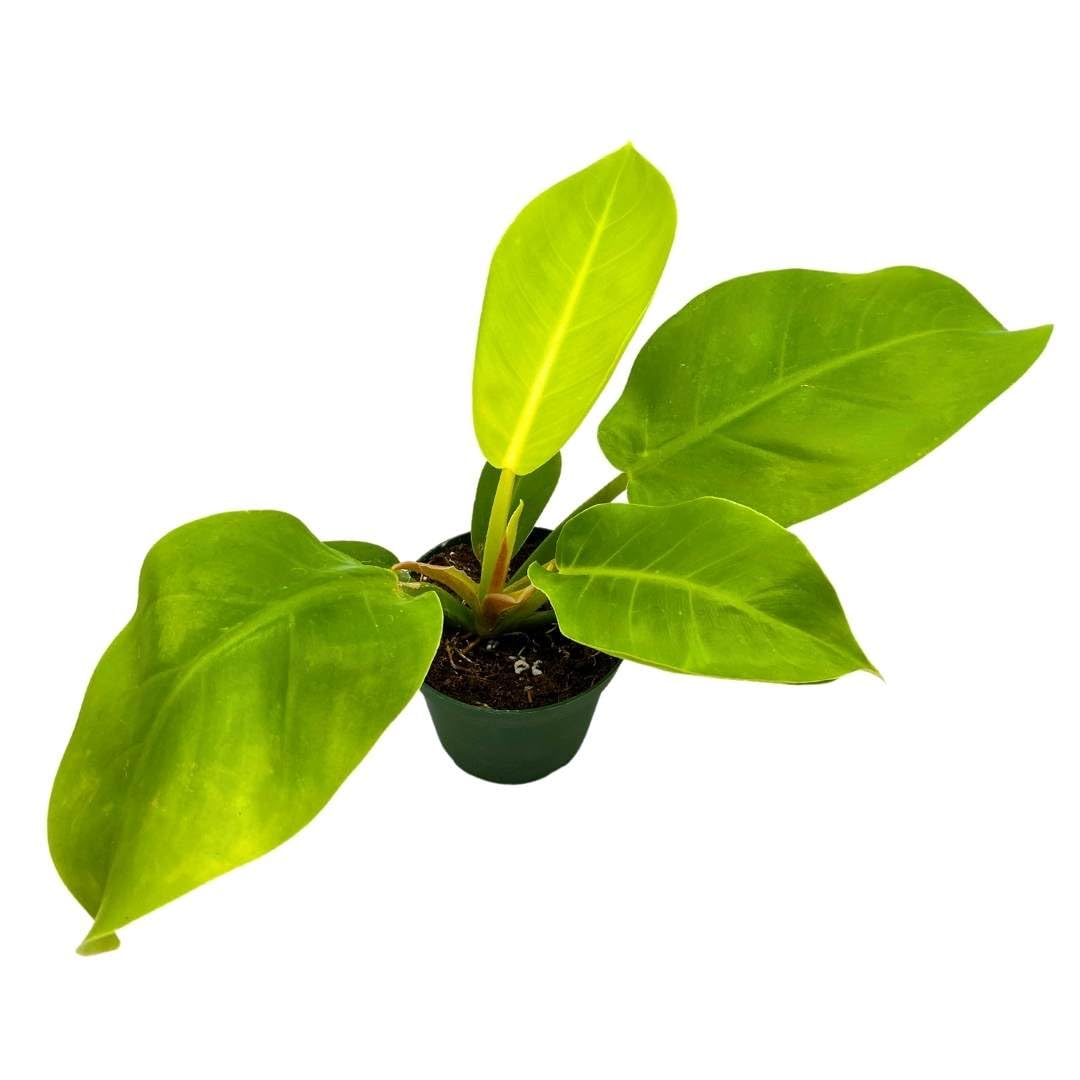 BubbleBlooms Philodendron Moonlight in a 4 inch Pot Philo Moon Light Yellow Hederaceum