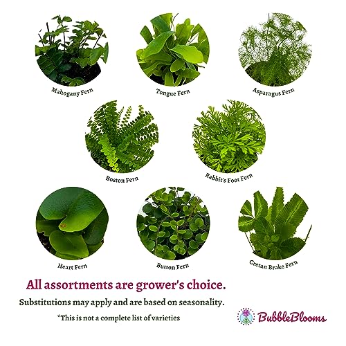 BubbleBlooms Fern Variety Assortment, 6 Different Ferns in 2 inch pots Tiny Mini Pixie Plants