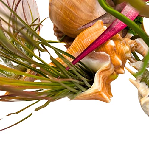 BubbleBlooms Tillandisa Assorment with Nautilus Seashells, Set of 5, Different-Sized airplants Mounted on a Conch