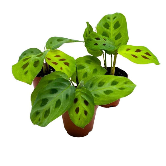 Rabbit Tracks Maranta Green leuconeura 2 inch Set of 3, Prayer Plant Tiny Mini Pixie