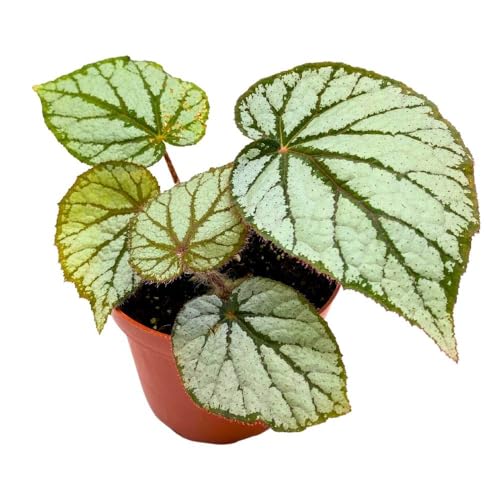 Harmony Foliage Begonia U400, 4 inch Rhizomatous Rhizo Light Gray Dark Green Veins