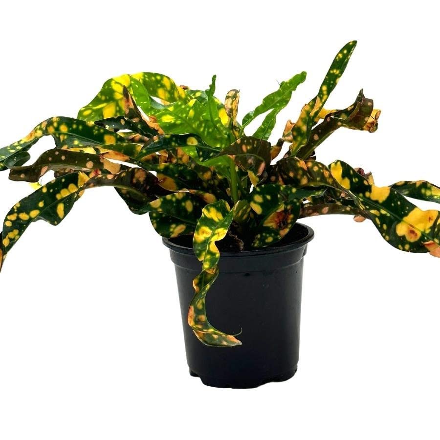 Twisted Variegated Croton Mammy, 4 inch, Very Rare Codiaeum variegatum