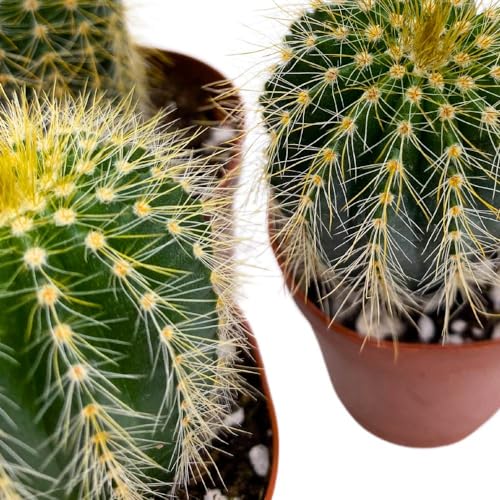 BubbleBlooms Golden Barrel Cactus, 2 inch Set of 3, Kroenleinia grusonii Gold Ball Tiny Mini Pixie Plants