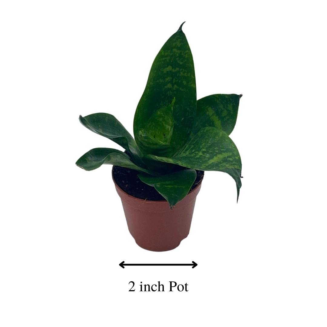 sansevieria robusta black BubbleBlooms Snake Plant Black Robusta in 2 inch Pot, Green Striped Snakeplant, Sansevieria trifasciata