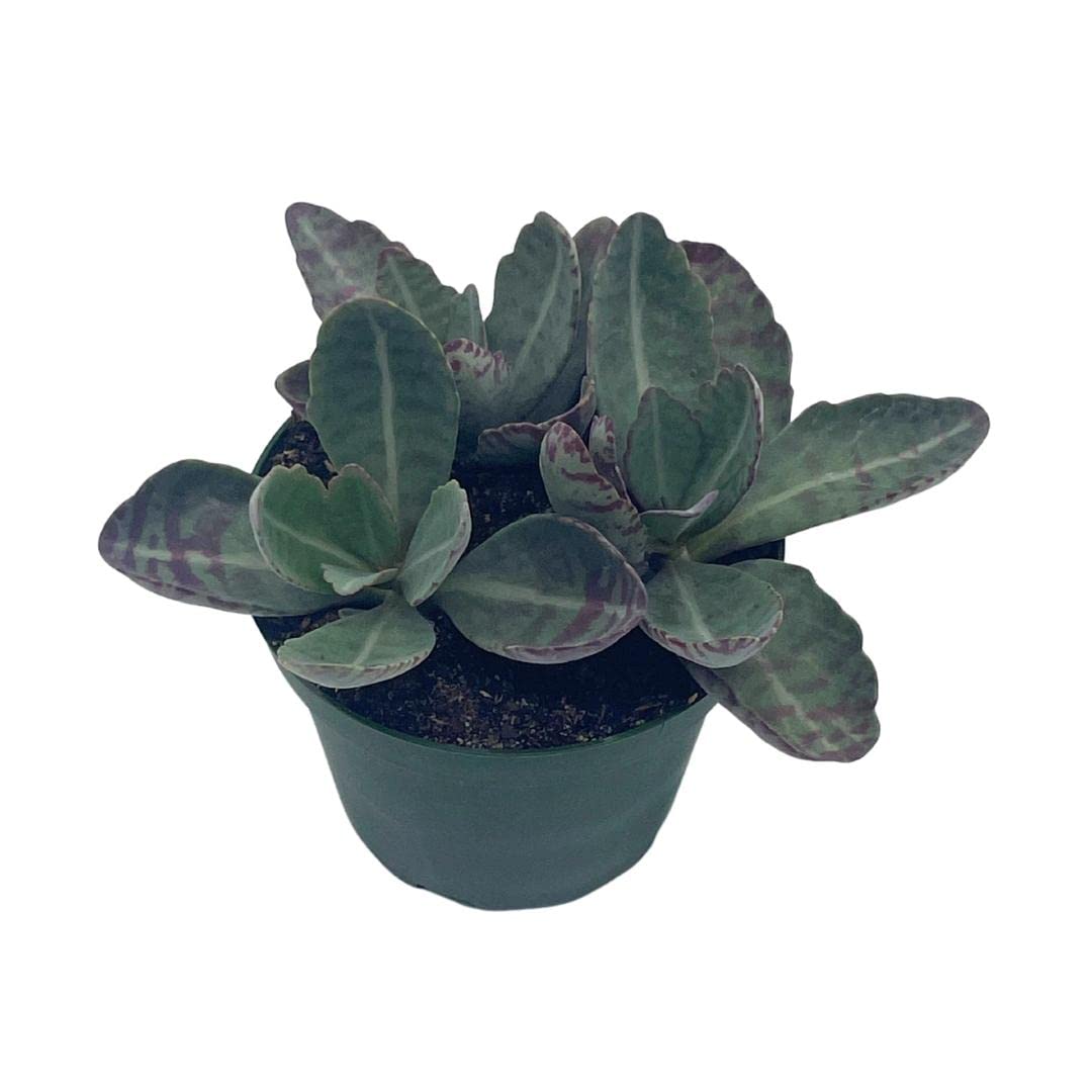 Kalanchoe Humilis, Desert Surprise, Variegated Donkey Ears Plant, Kalanchoe gastonis-bonnieri Purple