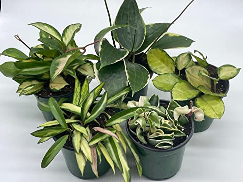 BubbleBlooms Premium Hoya Assortment Set 5 Different Premium Hoyas in 4 inch pots