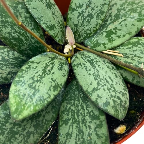 BubbleBlooms Hoya Sigilatis in a 4 inch Pot