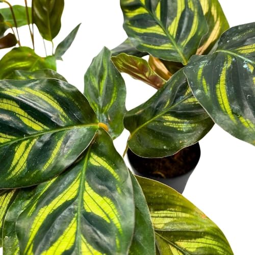 BubbleBlooms Calathea makoyana 2 inch Set of 3 Peacock Prayer Plant Tiny Mini Pixie Plants