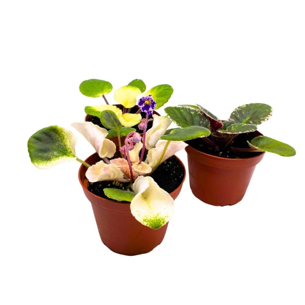 Harmony's Variegated African Violet Assortment, 4 inch Set of 3, Rare Saintpaulia Violets Gesneriads