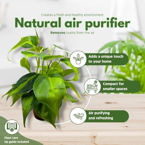 BubbleBlooms Philodendron Brazil 4 inch Brazillian Pothos