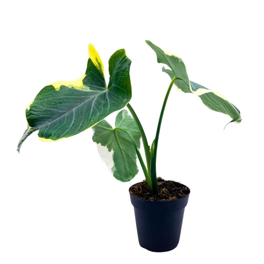 BubbleBlooms Alocasia Variegated Mickey Mouse Xanthosoma Variegata in a 4 inch Pot