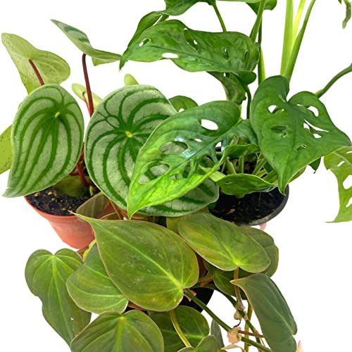 BubbleBlooms Indoor Foliage Assortment, 4 inch Set of 3, Best-Sellers Most Popular House Plant Variety