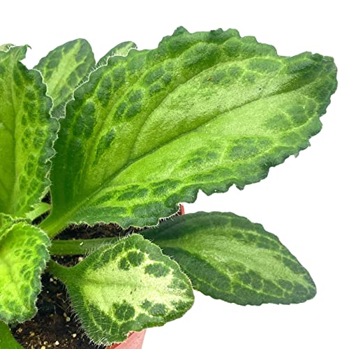 BubbleBlooms Harmony's Patina Gesneriad Primulina Dryas, 6 inch African Violet Chirita Plant