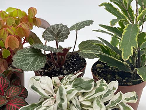 BubbleBlooms Premium Foliage Assortment, 6 Different Indoor Plants in 2 inch pots, Colorful Fern Set, Growers Choice, Tiny Mini Pixie