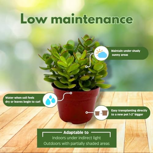 BubbleBlooms Jade Succulent in a 4 inch Pot Crassula ovata