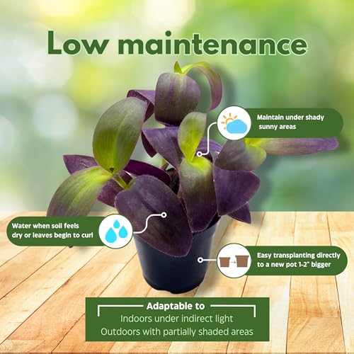 BubbleBlooms Tradescantia Padilla Purple Heart Wandering Dude 4 inch