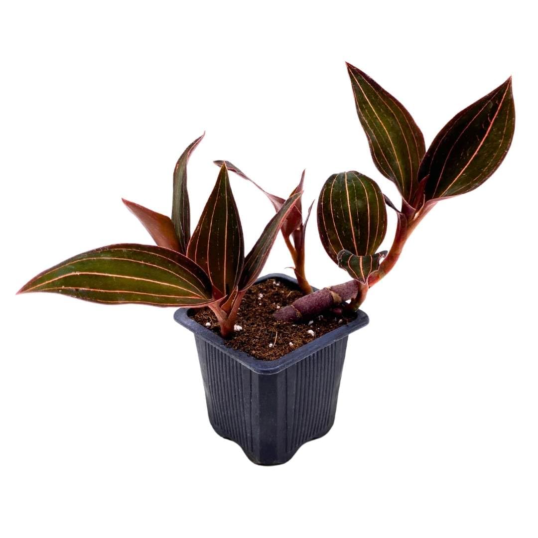 BubbleBlooms Black Jewel Orchid 3 inch