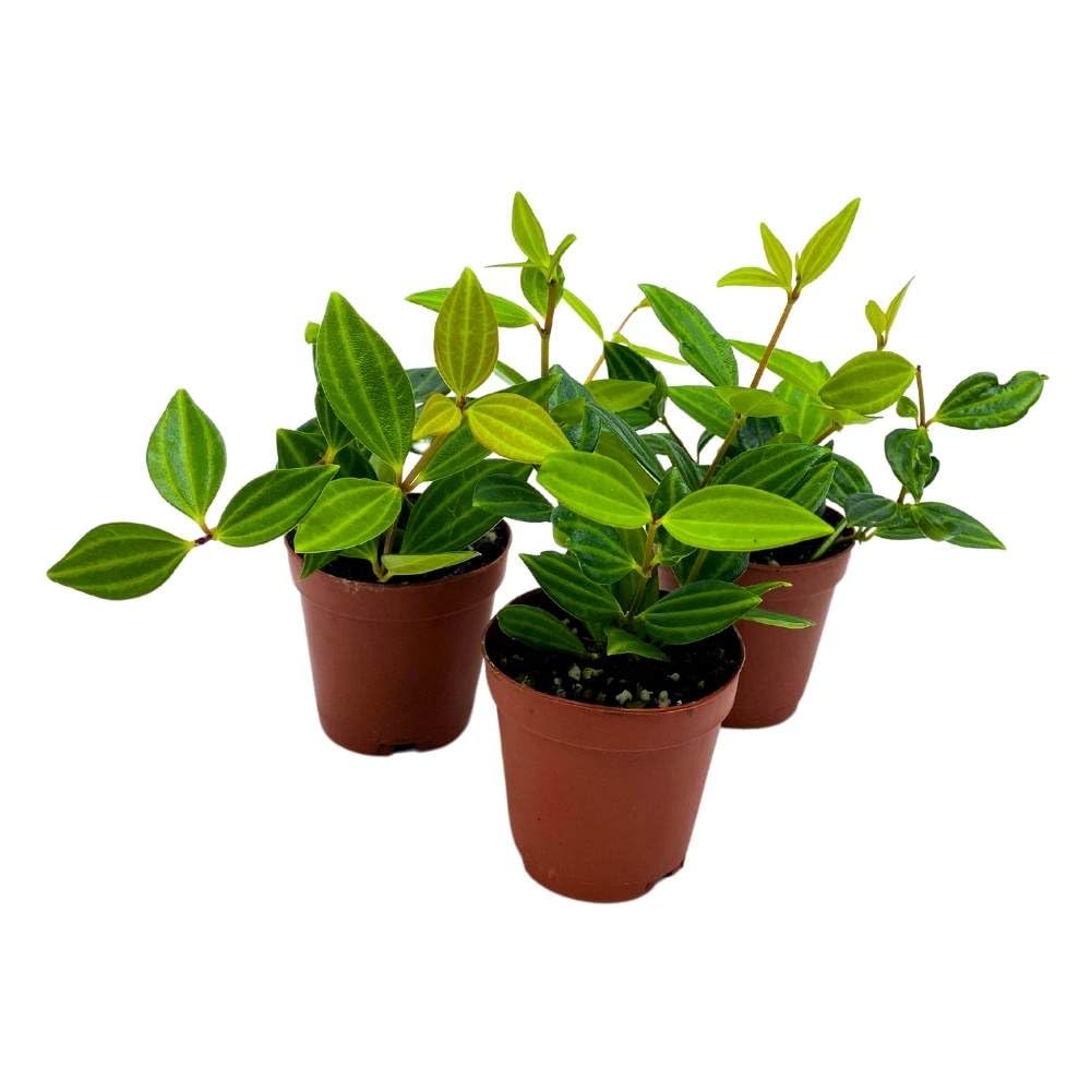 Peperomia Stilt puteolata tetragona Parallel, 2 inch Set of 3, Tiny Mini Pixie Plant