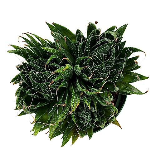 BubbleBlooms Gasteria Flow in a 6 inch Pot Aloe Haworthiodes, Aloe Flow