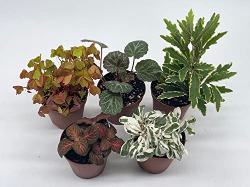 BubbleBlooms Premium Foliage Assortment, 6 Different Indoor Plants in 2 inch pots, Colorful Fern Set, Growers Choice, Tiny Mini Pixie