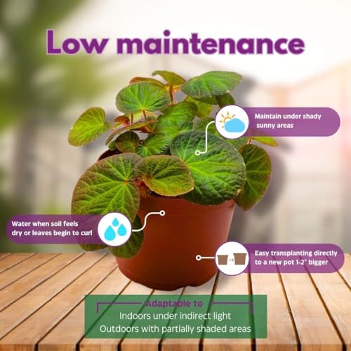 Harmony Foliage Begonia Manaus 4 inch Rhizomatous Fuzzy