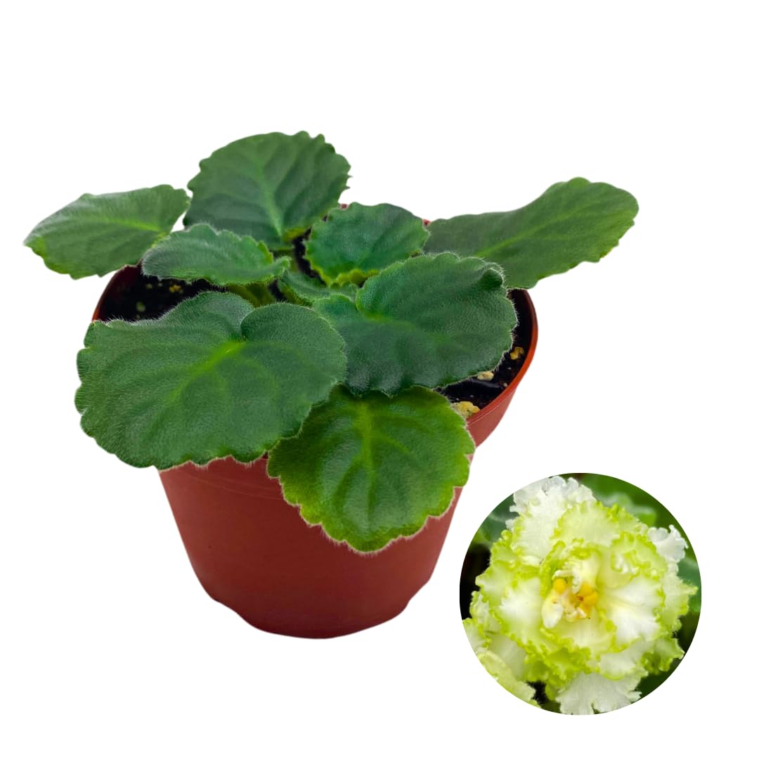 Harmony Foliage African Violet Lime and Salt 4 inch White Ruffle Flower