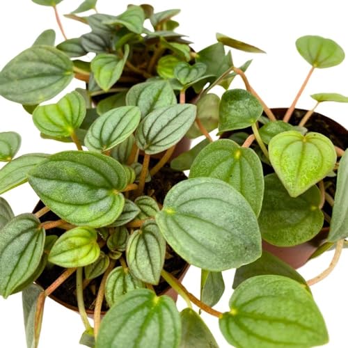BubbleBlooms Peperomia Frost, 2 inch Set of 3, Ripple Caperata Tiny Mini Pixie Plants