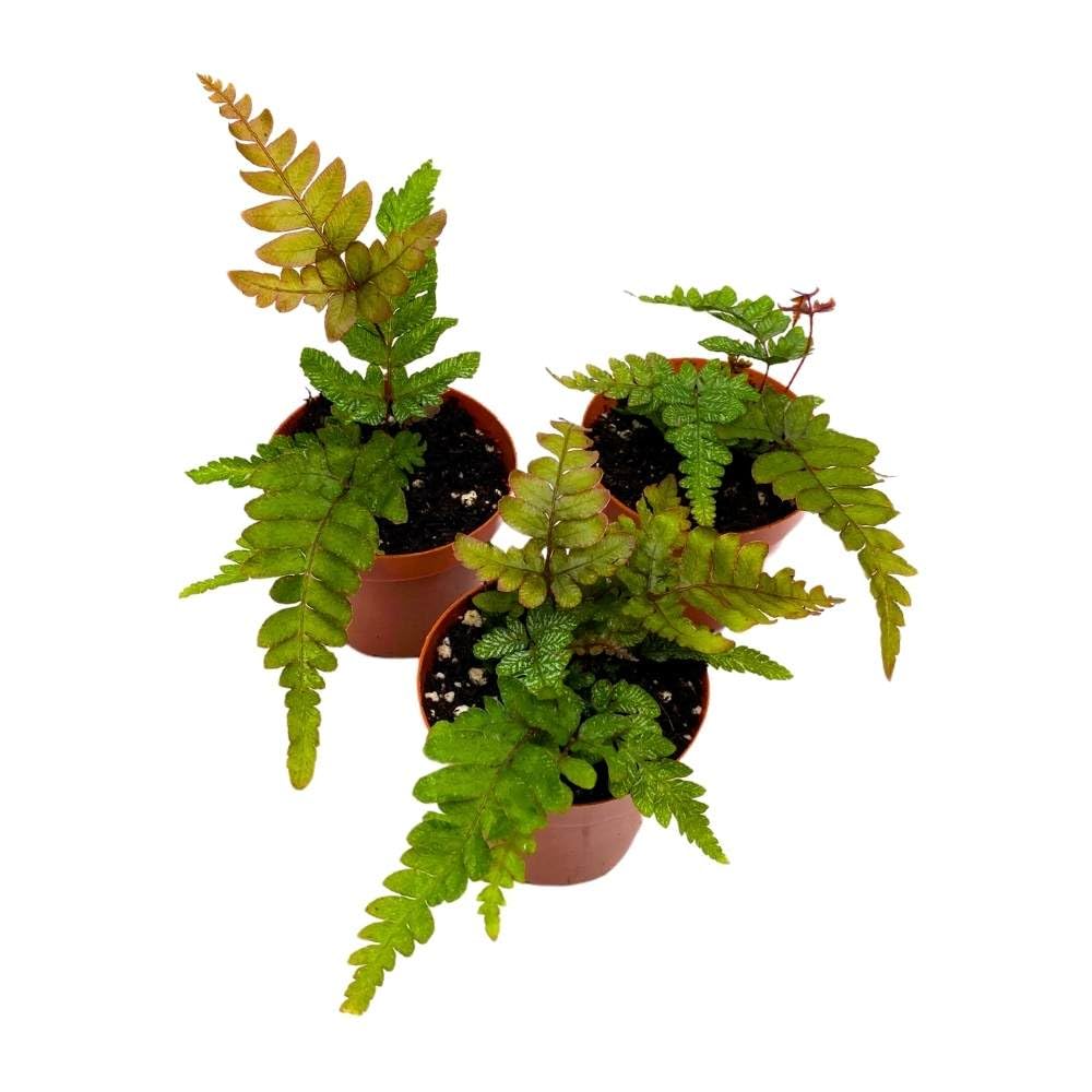 Mahogany Fern 2 inch Set of 3 Didymochlaena truncatula Tiny Mini Pixie Plants