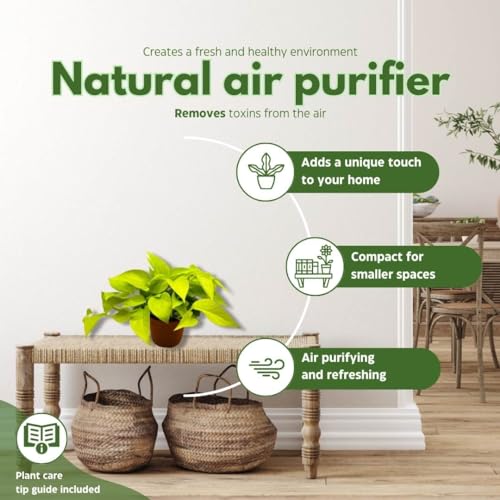 BubbleBlooms Neon Pothos in a 6 inch Pot Devil's Ivy, Hunter's Rove