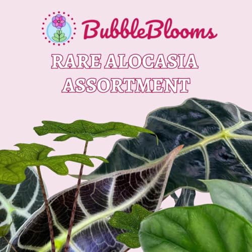 BubbleBlooms Rare Alocasia Assortment, 2 inch Set of 4, Jewel, Jacklyn, Cuprea Pixie Plants