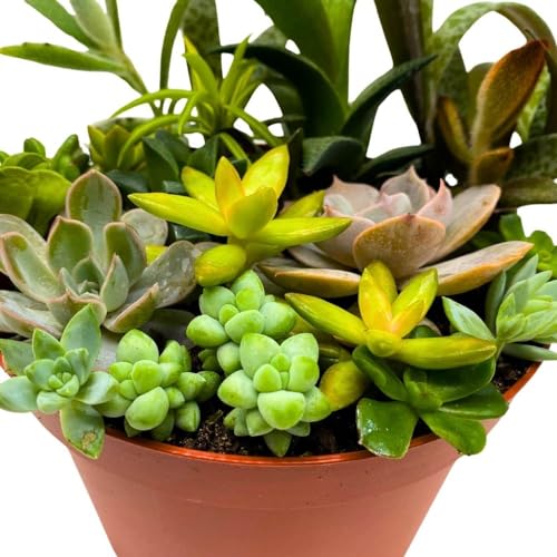 BubbleBlooms Succulent Arrangement in a 6 inch Pot Unique Hand Crafted Plant Designs