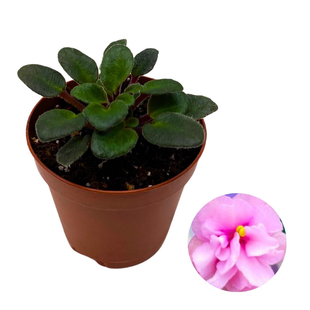 Harmony Foliage Mini African Violet Jolly Fairy 2 inch Pink Flower