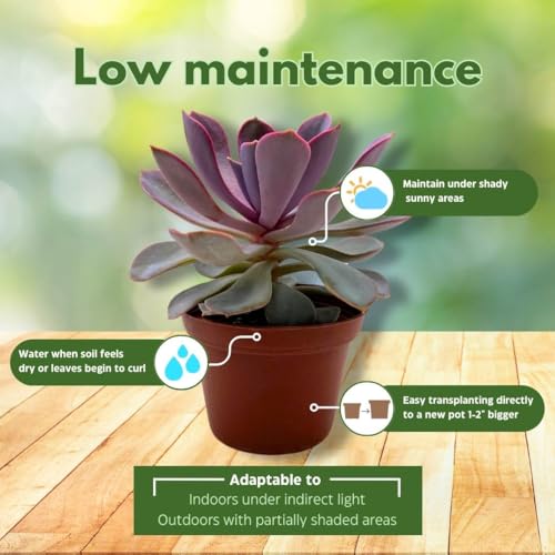 BubbleBlooms Echeveria Purple Pearl in a 3 inch Pot