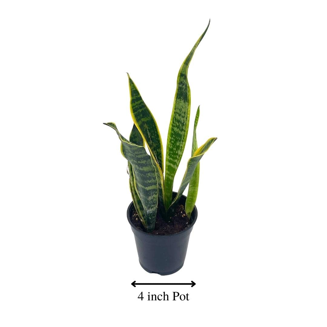 3 snake's tongue plant BubbleBlooms Variegated Snake Plant in a 4 inch Pot Classic Dracaena trifasciata Cow's Tongue, Lengua de Vaca