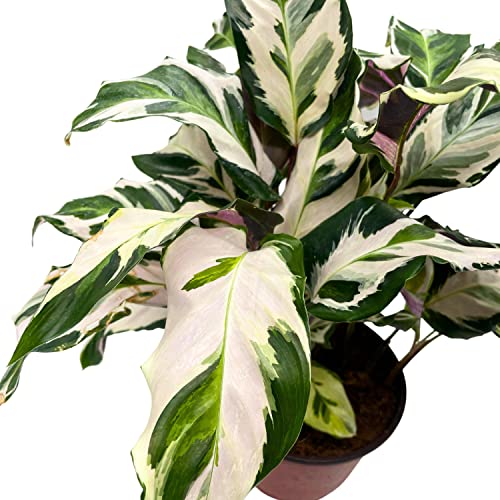 BubbleBlooms Calathea Stella in a 6 inch Pot Beautiful White Variegated House Plant Lietzei Fusion White