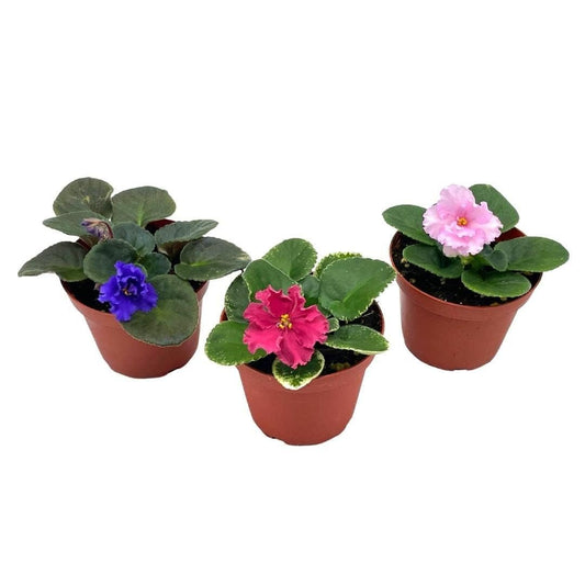 BubbleBlooms Harmony's African Violet Assortment Set, 4 inch pots 3 Different African Violets Plants, Saintpaulia Variety Assorted, Unique Homegrown Exclusive