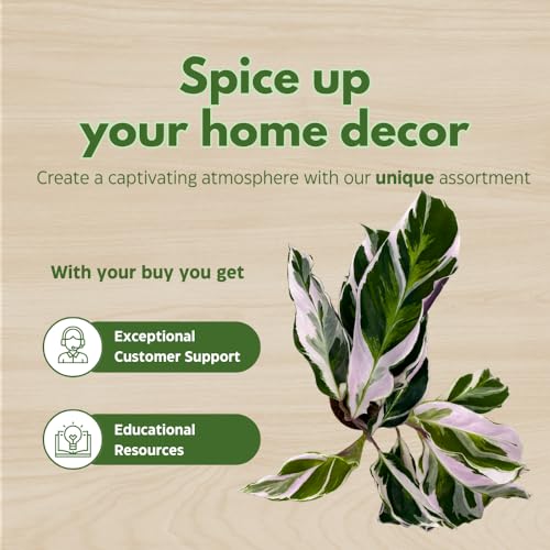 BubbleBlooms Calathea Stella White Fusion Variegated in a 2 inch Pot Tiny Minie Pixie Plant