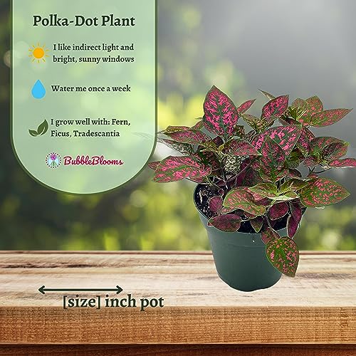 BubbleBlooms Red Hypoestes Phyllostachya in a 4 inch Pot Polka Dot Flamingo Plant