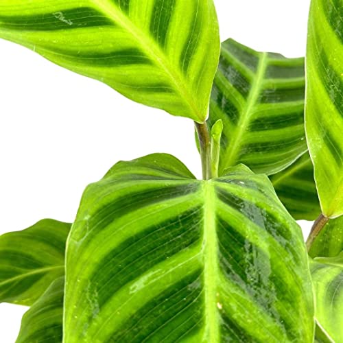 BubbleBlooms Calathea Zebrina, in a 4 inch Pot, Goeppertia Zebra Striped Prayer Plant