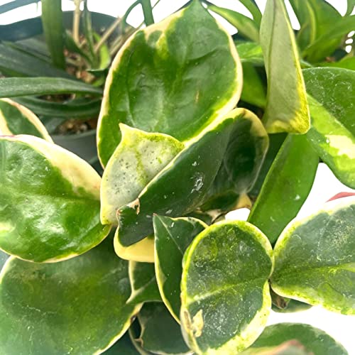 BubbleBlooms Hoya Assortment Set 3 Different Hoyas in 4 inch pots Growers Choice