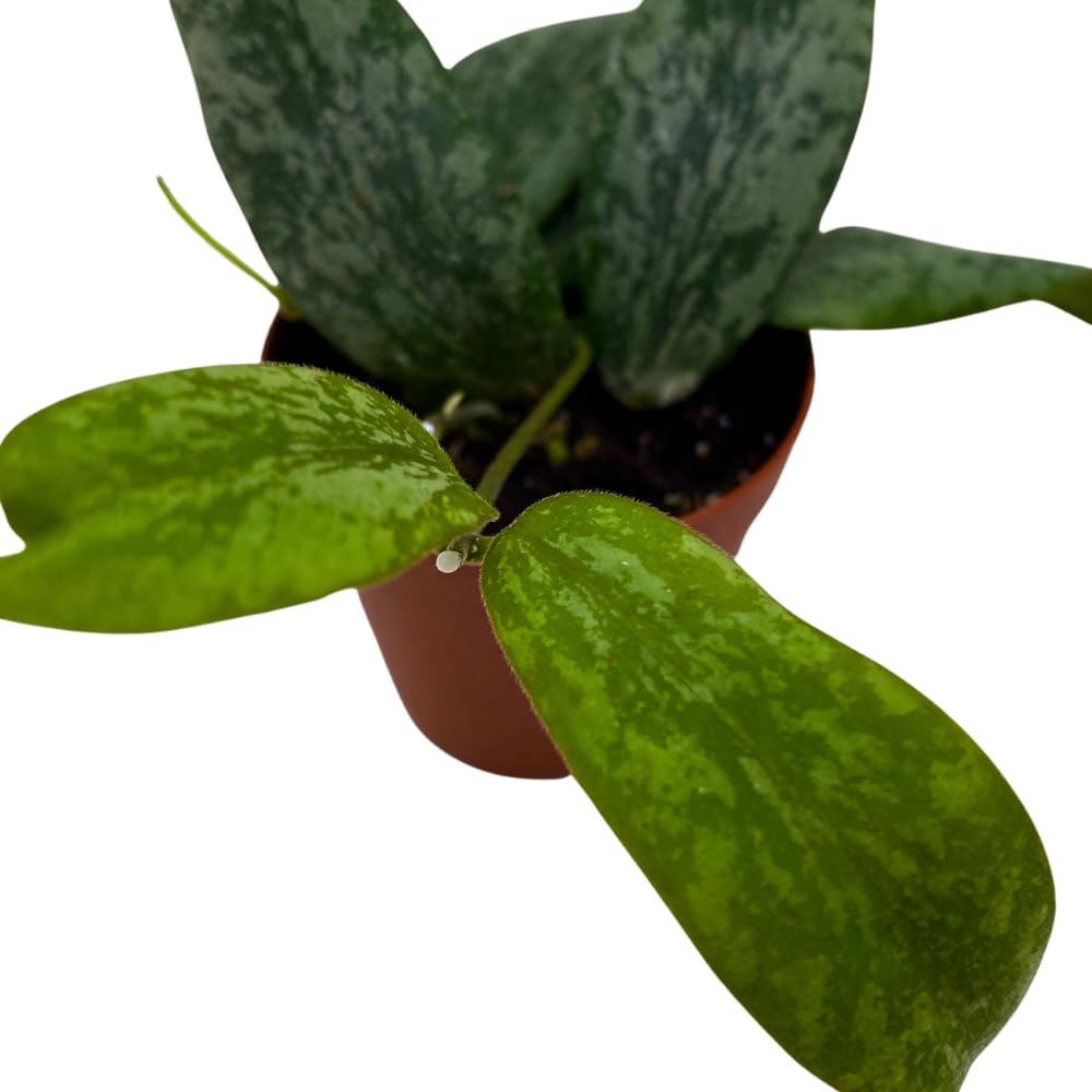 BubbleBlooms Hoya Sigilatis in a 2 inch Pot Tiny Mini Pixie Plant