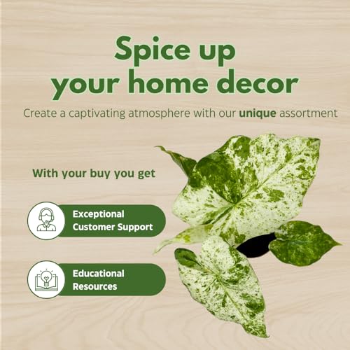 BubbleBlooms Variegated Alocasia Frydek Macro in a 2 inch Pot Tiny Mini Pixie Plant