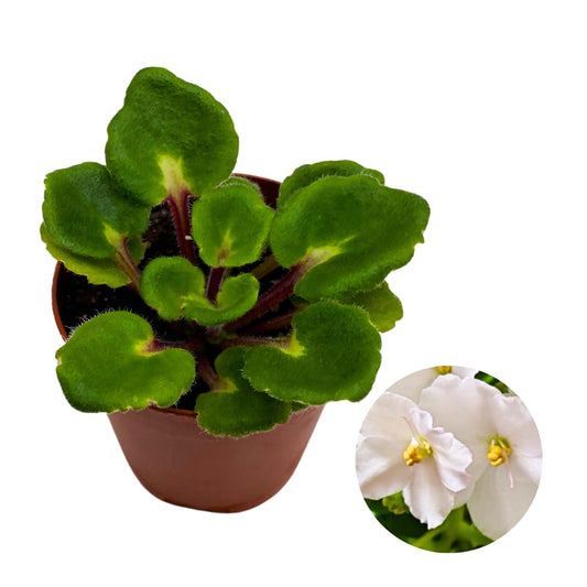 Harmony Foliage Mini African Violet Hunter's Snow Bunny 2 inch White Pink Flower