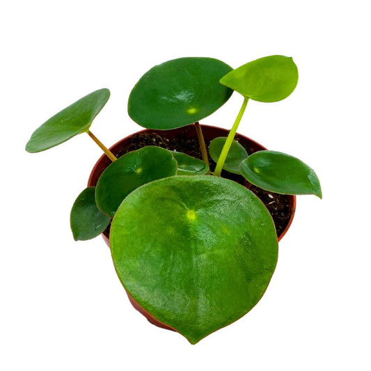 Peperomia Raindrop, 4 inch polybotrya Rain Drop