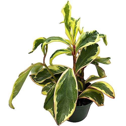 BubbleBlooms Peperomia Ginny, Rainbow Peperomia, Tricolor Peperomia, Pink Edge Peperomia, Rainbow Ginny in 6 inch Pot