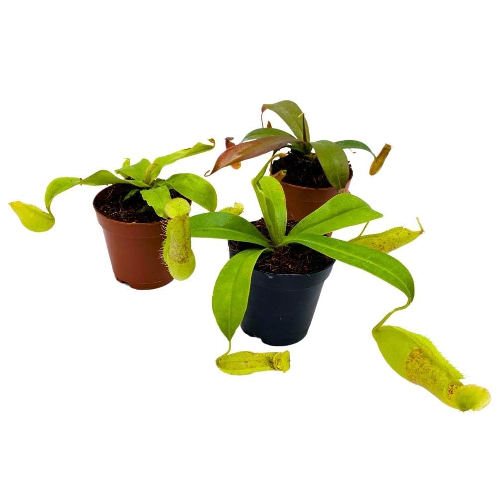 Winged Pitcher Carnivorous Plant Set, Pitcher Plant Assortment, Live Potted, Set of 3 in 2 inch pots, windowsill Plants, Gift