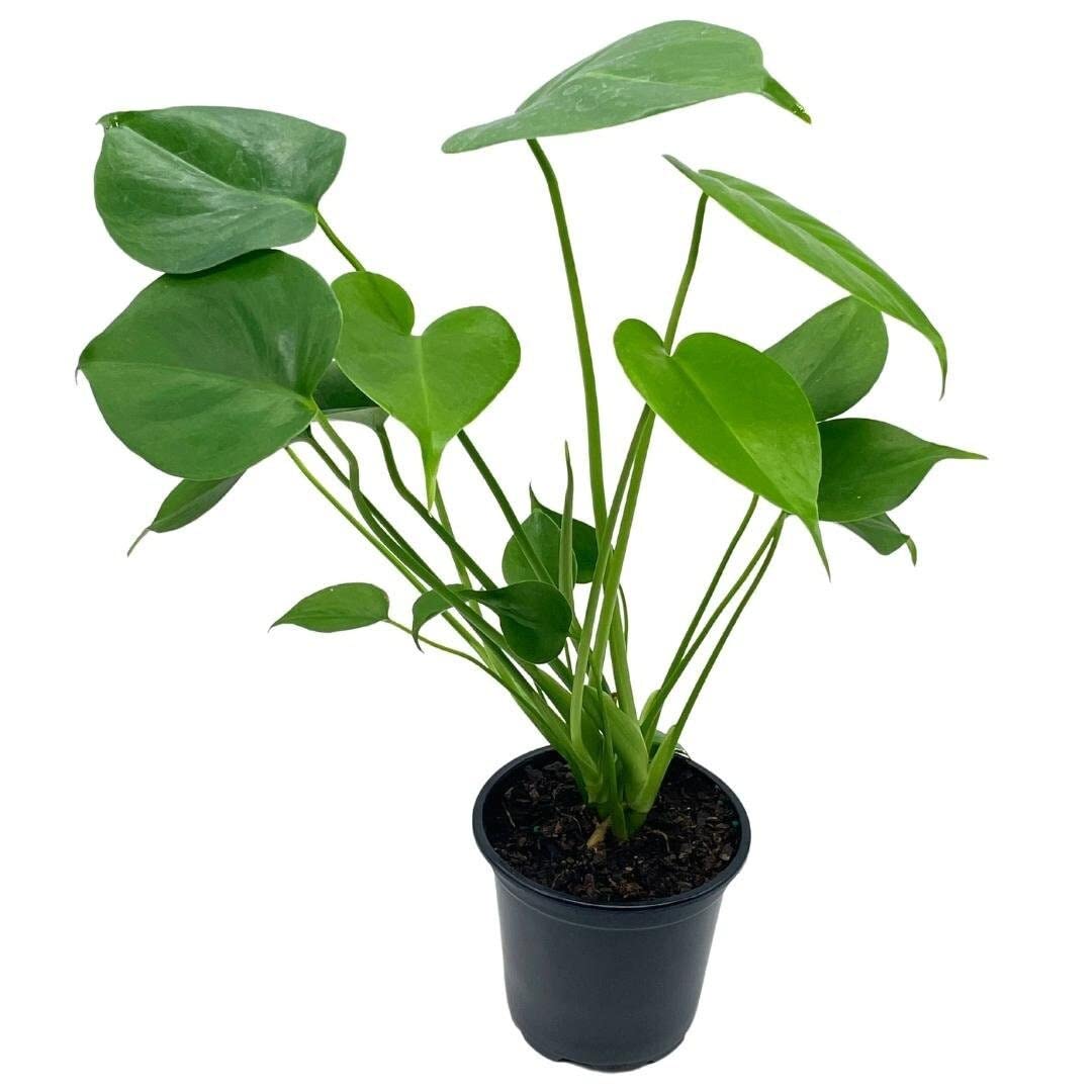 BubbleBlooms Monstera Deliciosa Split Leaf philodendron in a 4 inch Pot